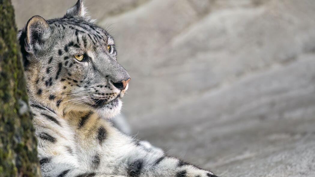 Irbis大猫捕食者野生头像，超高清4K壁纸3840x2160，精美动物图片一键下载