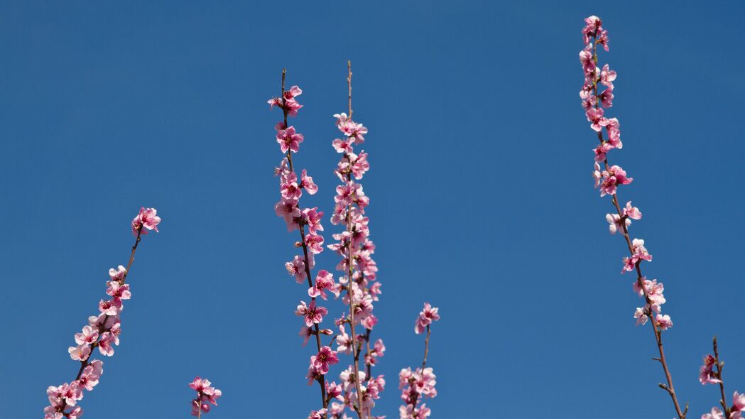 绝美花影，高清4K壁纸，树枝繁花，天空映衬，3840x2160分辨率畅享下载