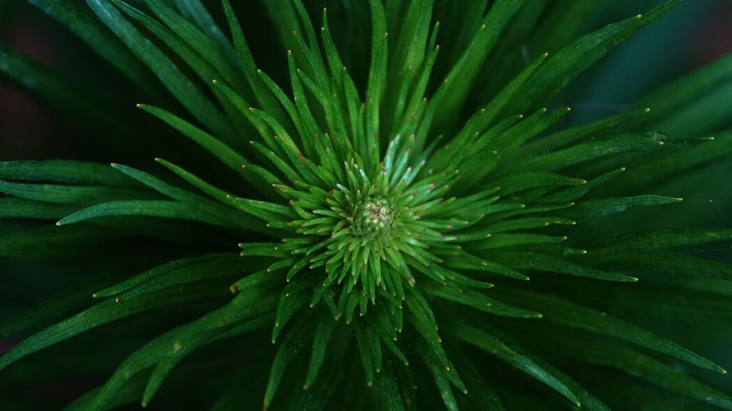 Eriocallon植物高清壁纸，绿色叶子4K背景，3840x2160超高清下载