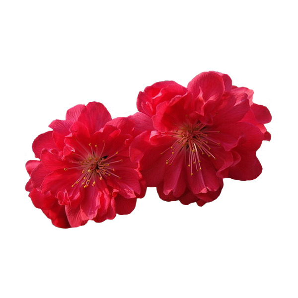 花朵PNG透明图片，高清花瓣漂浮元素，设计素材免费下载