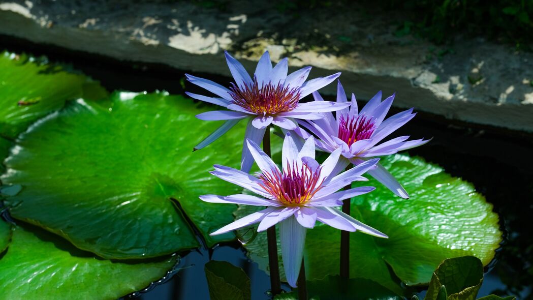 高清4K壁纸，自然之美——莲花睡莲叶片，细腻纹理尽在眼前