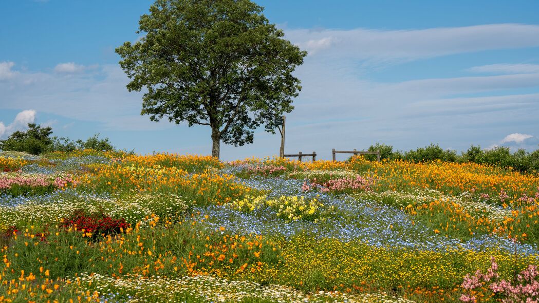 夏日花树盛景，田野风光4K壁纸，高清3840x2160分辨率，免费下载
