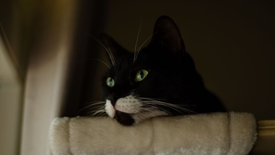 萌猫大眼毛茸茸，精选4K宠物高清壁纸，3840x2160超清下载