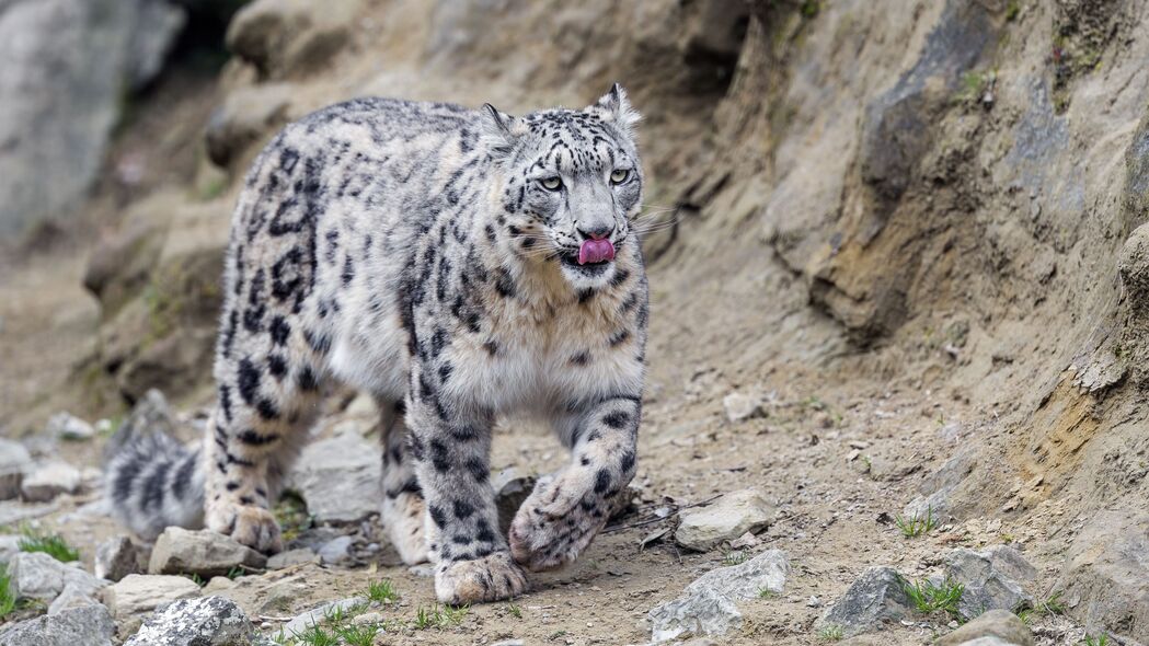 Irbis捕食者大猫，突出舌头高清4K壁纸，3840x2160超清下载