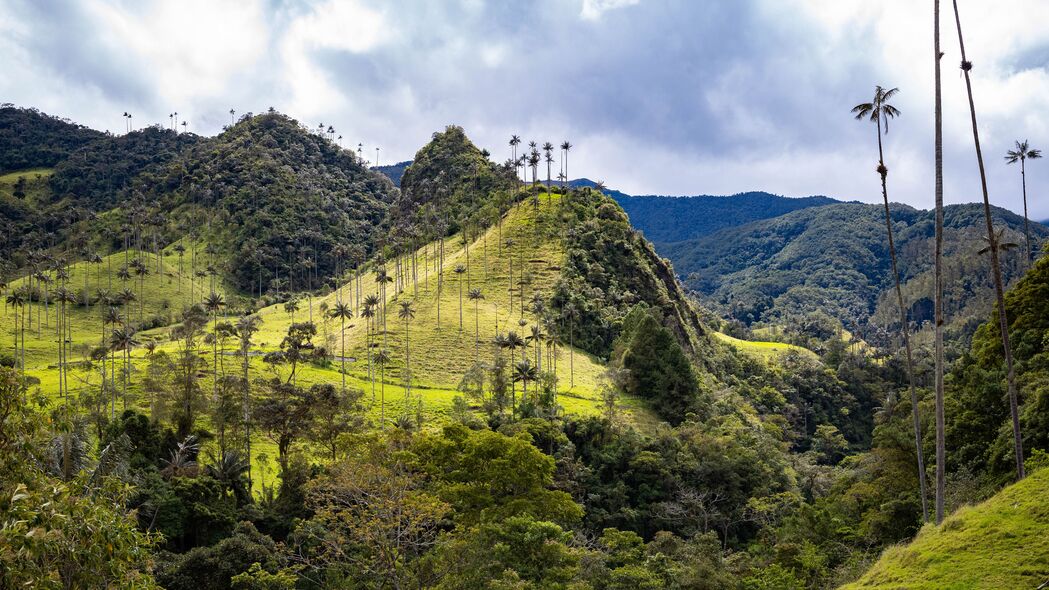 山丘斜坡棕榈草景，超清4K壁纸，3840x2160高清大图下载