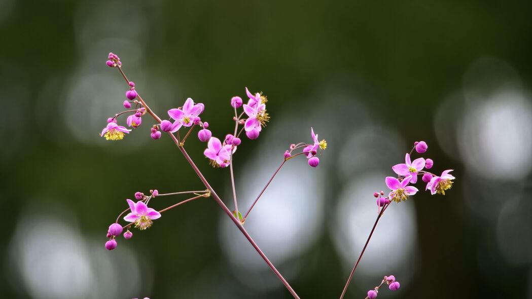 Talinum花朵绽放之美，精致花瓣与树枝交织，超高清4K壁纸（3840x2160）免费下载