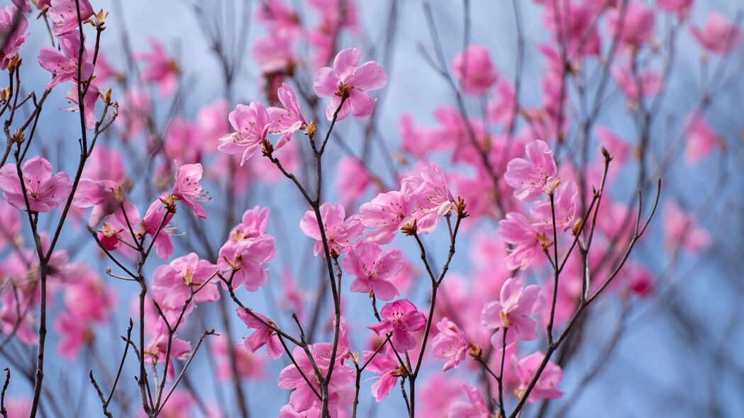 杜鹃花粉色绽放，绝美4K壁纸，高清3840x2160背景图片免费下载