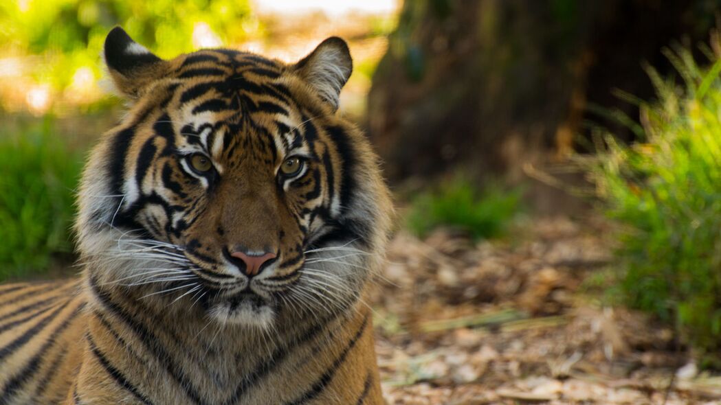 老虎捕食者大猫，高清4K壁纸，野生动物条纹之美，3840x2160超高清下载
