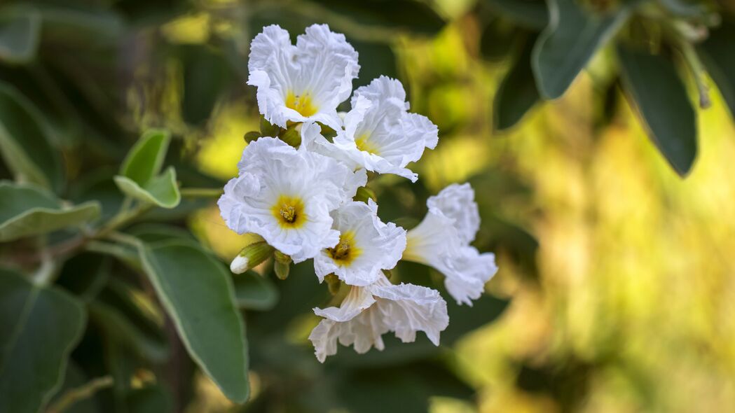 Cordia Boissier花朵高清壁纸，纯净白色花瓣，4K超清3840x2160分辨率，免费下载