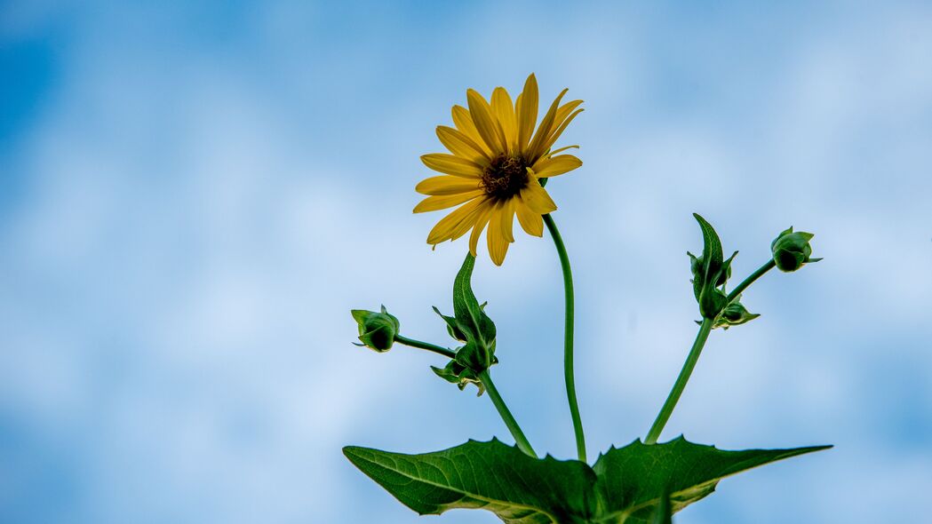 杯状植物高清壁纸，花瓣绽放，树叶翠绿，4K超清3840x2160背景图片下载