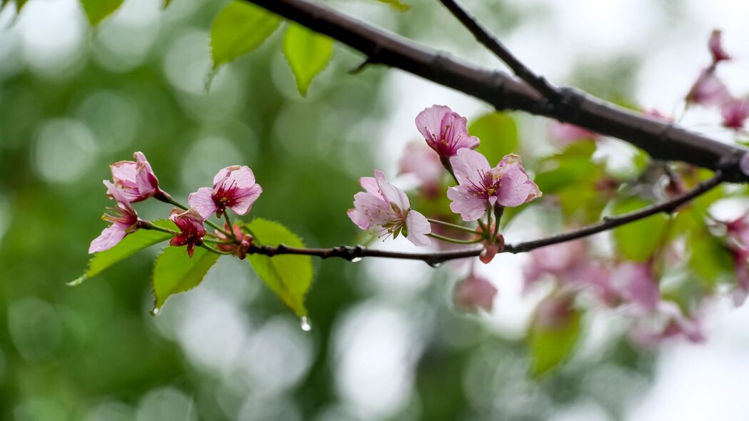 樱花盛放春之韵，水滴花瓣映春光，高清4K壁纸（3840x2160）免费下载