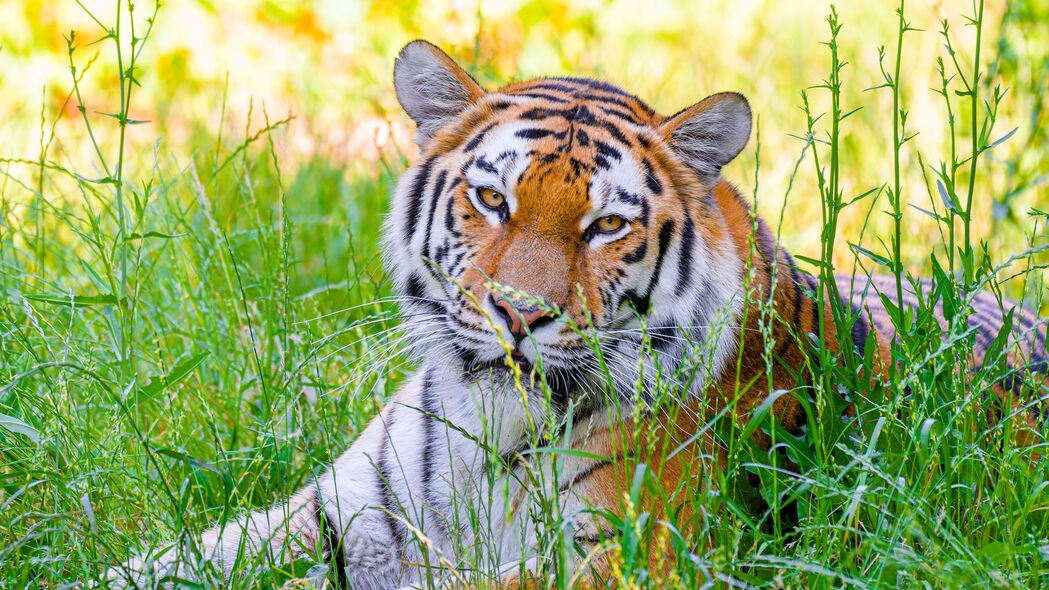 野生老虎大猫捕食者4K高清壁纸，草地场景，3840x2160分辨率，免费下载