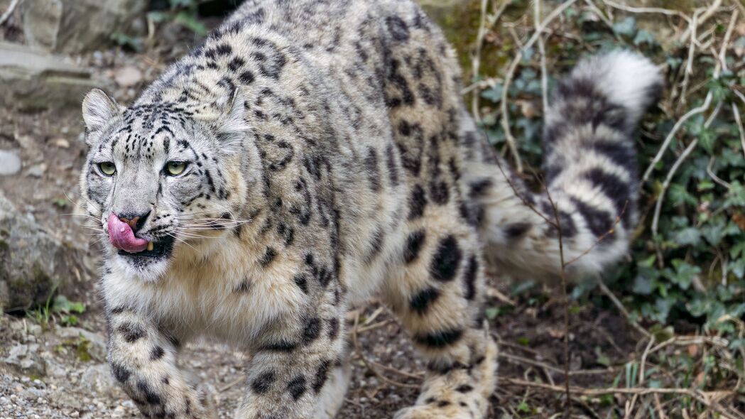 Irbis捕食者大猫，突出舌头惊艳瞬间，高清4K壁纸3840x2160下载