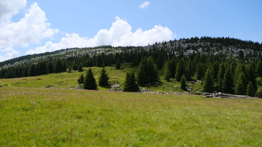 自然之美，树木山谷草地丘陵4K高清壁纸，3840x2160分辨率畅享下载