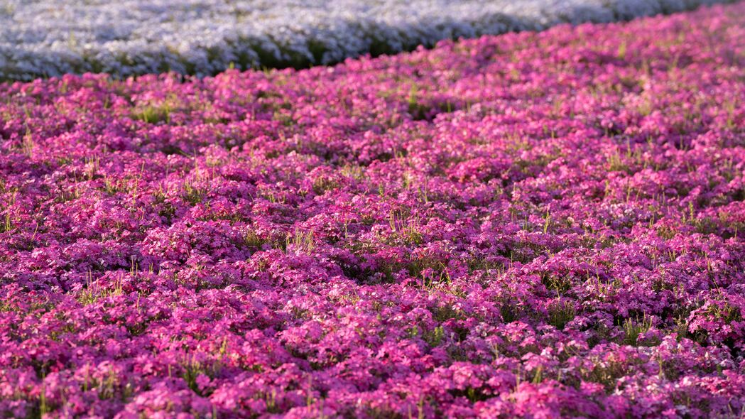 夏日紫色花海高清4K壁纸，3840x2160超清花瓣田野背景图片，免费下载