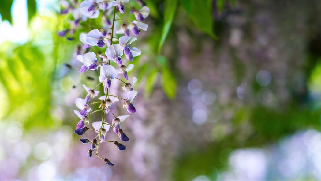 紫藤盛放，绝美紫色花序，超清4K壁纸，3840x2160高清下载