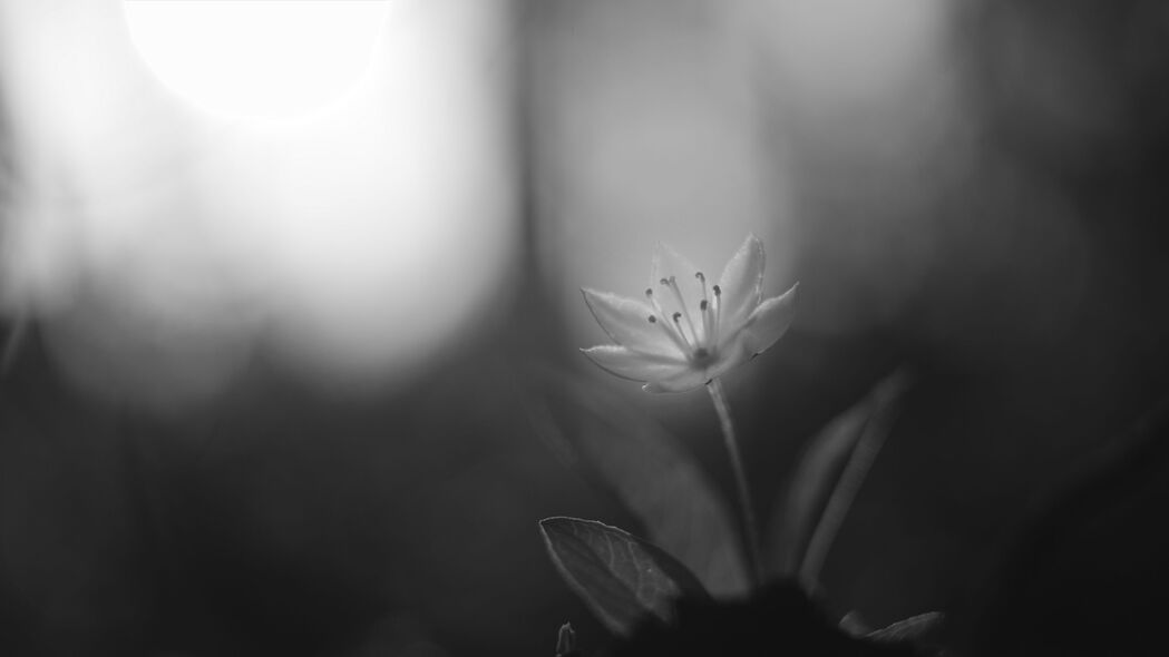 鹰嘴豆之花，黑白模糊艺术，超清4K壁纸，3840x2160高清下载