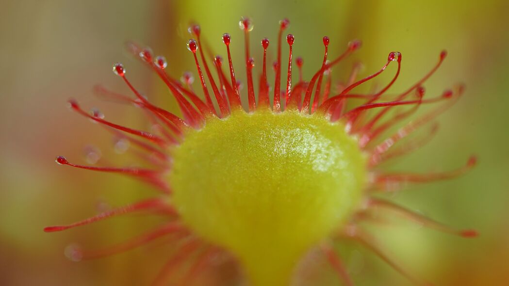 Drosera Rotundifolia与向日葵之美，模糊宏观4K超清壁纸，3840x2160高清风景图片下载