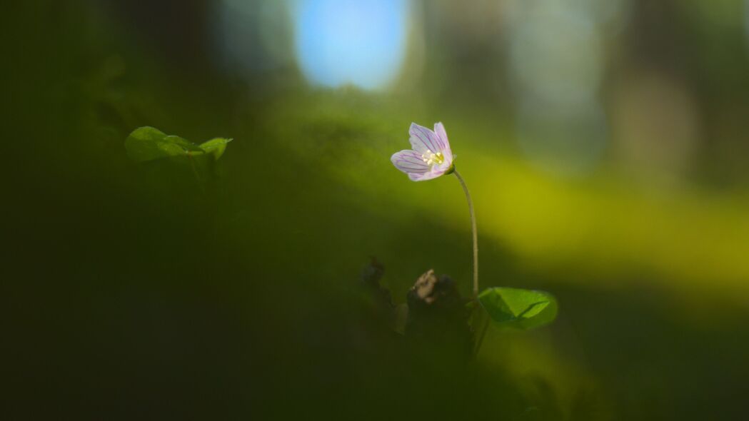 4K超清草花模糊背景，3840x2160高清壁纸下载