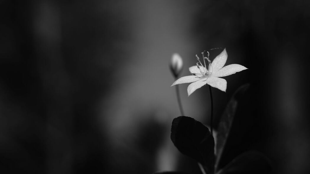 蒸菜艺术，黑白花瓣绽放，超清4K壁纸（3840x2160）高清下载