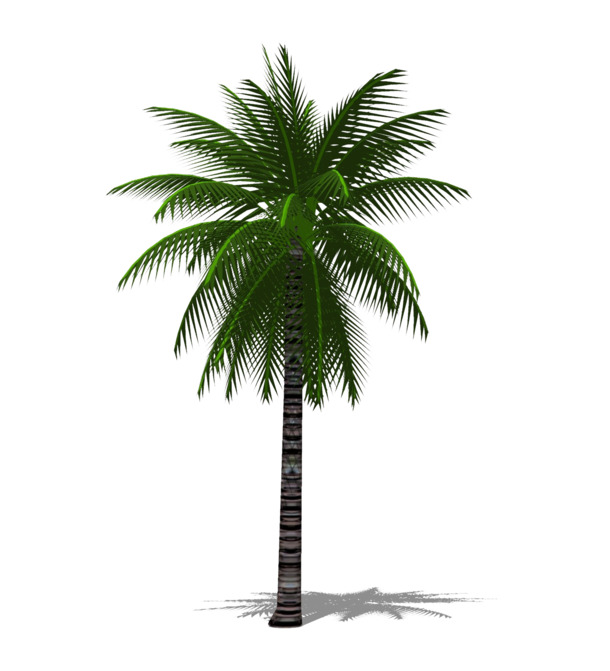 3D棕榈树PNG透明图片，高清动植物元素设计素材，免费下载