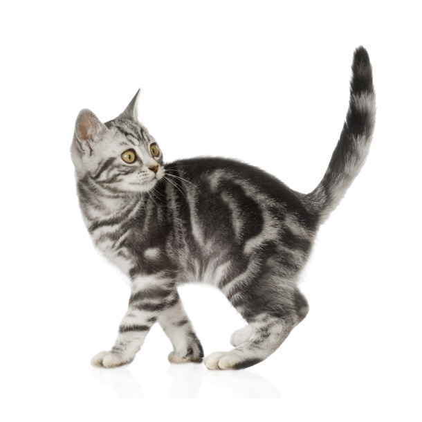猫咪狸猫PNG透明图，高清动植物元素，设计素材一键下载