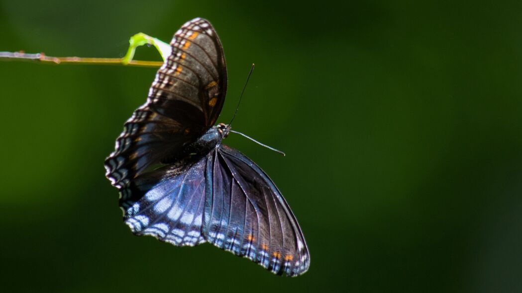 Limenitis Arthemis蝴蝶翅膀绝美宏观，4K超高清壁纸3840x2160，免费下载