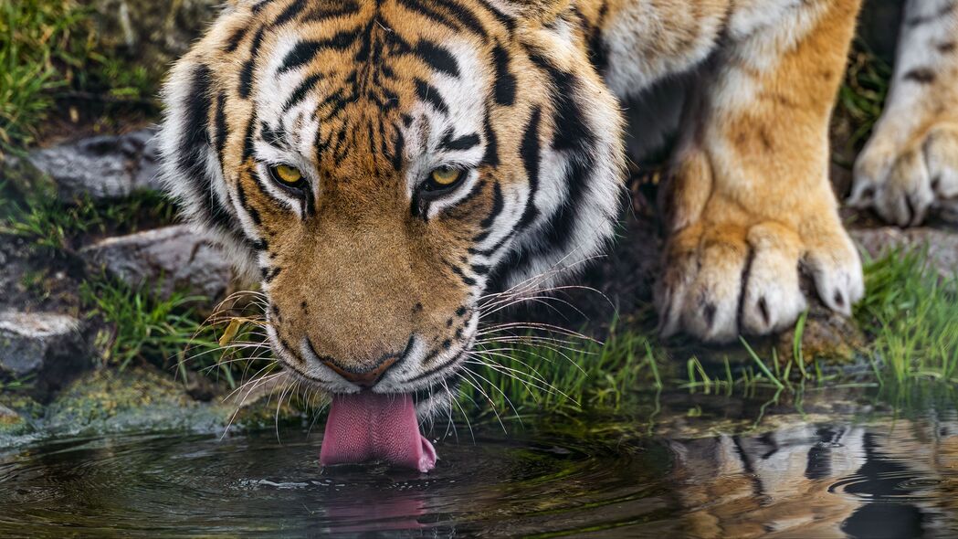 高清野生老虎壁纸，突出舌头的大猫捕食者，4K超高清3840x2160下载