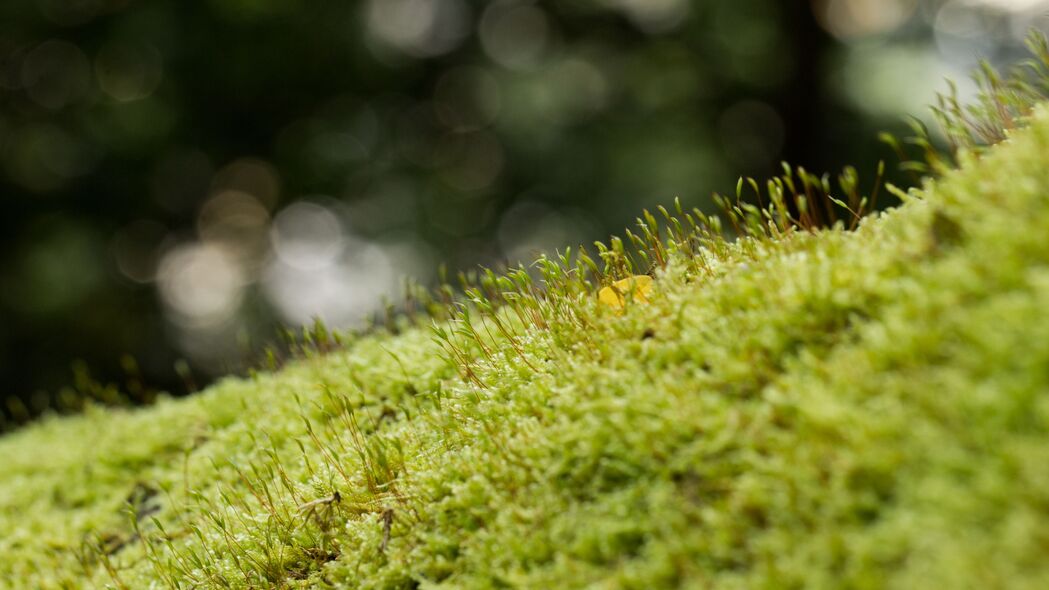 苔藓草绿色宏观美景，4K超高清壁纸，3840x2160分辨率，下载尽享自然之美