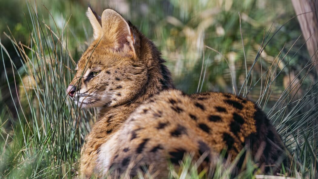 Serval大猫捕食者，野生草地4K高清壁纸，3840x2160分辨率免费下载