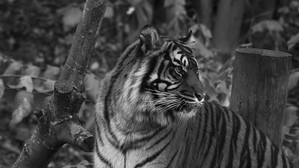 老虎捕食者大猫，炫酷条纹黑白风，超清4K壁纸，3840x2160高清背景图片下载