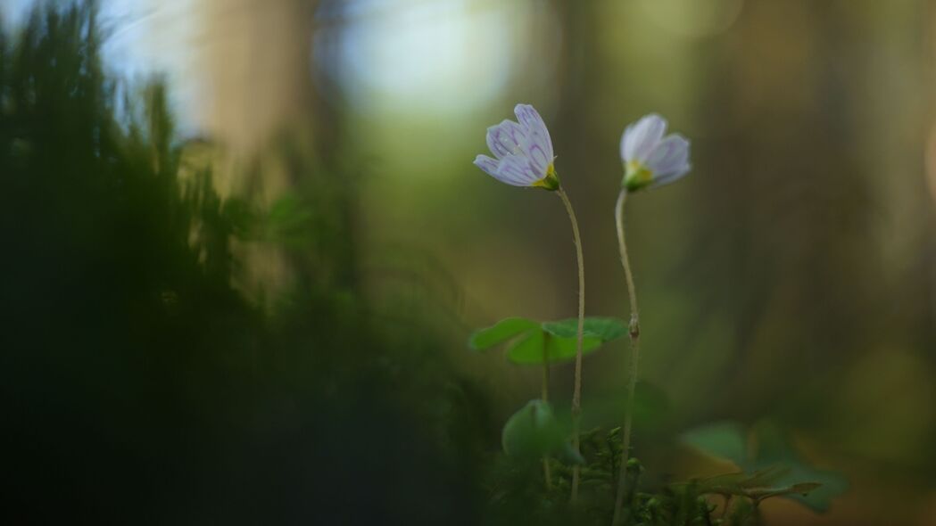 草瓣花影模糊美，4K高清壁纸下载，3840x2160极致背景图片