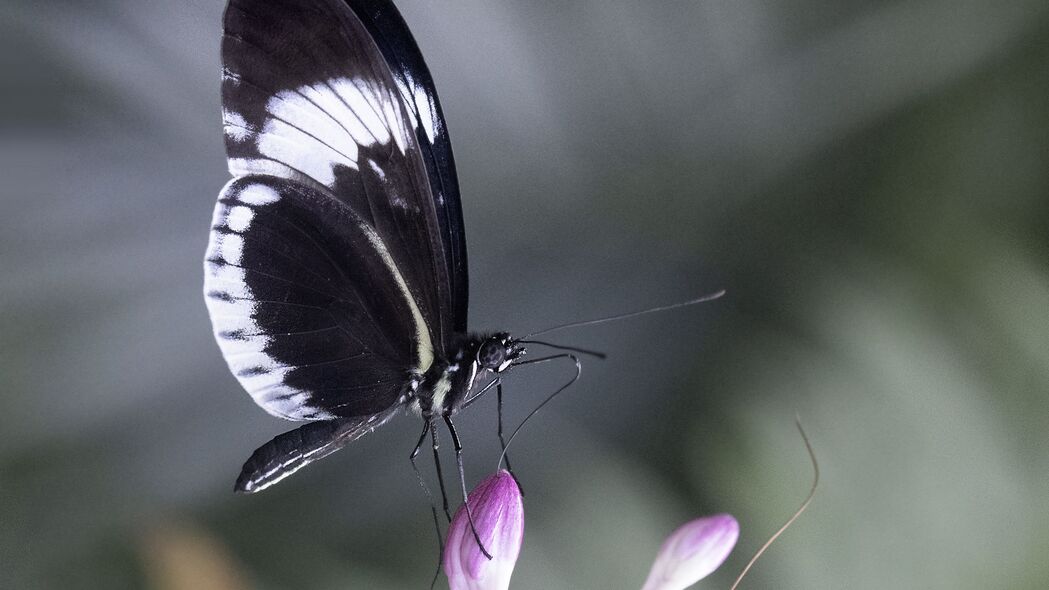 欣赏宏观之美，Heliconia蝴蝶花4K高清壁纸，3840x2160分辨率，免费下载