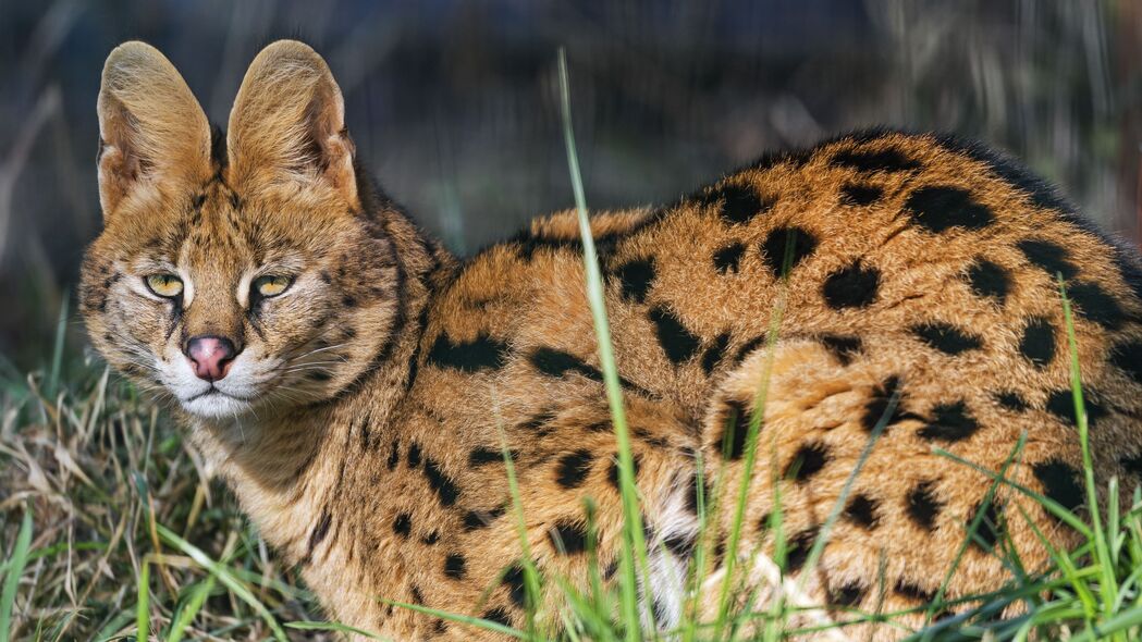 Serval野猫捕食者惊艳瞬间，高清4K动物耳朵壁纸3840x2160免费下载