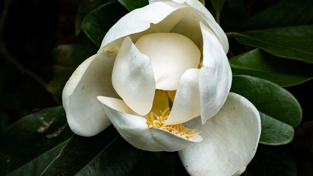 木兰白花绽放，高清4K宏观壁纸，3840x2160超清下载