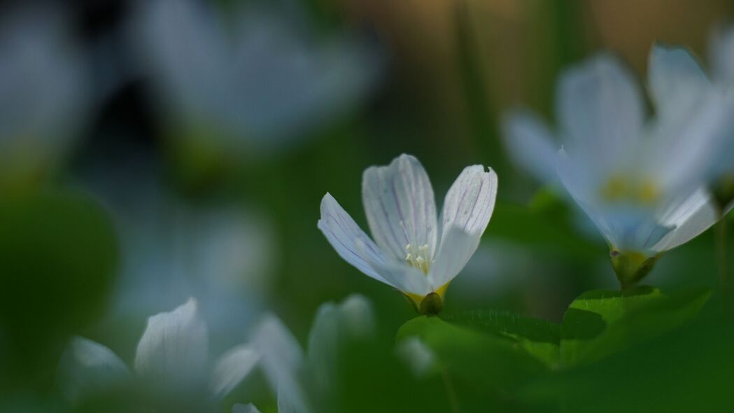 4K白色草花宏观美景壁纸，3840x2160超高清背景图片免费下载