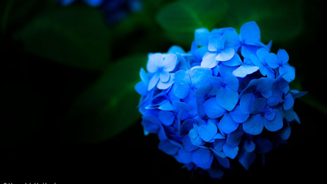 蓝色绣球花4K壁纸，高清花瓣细节，3840x2160分辨率下载