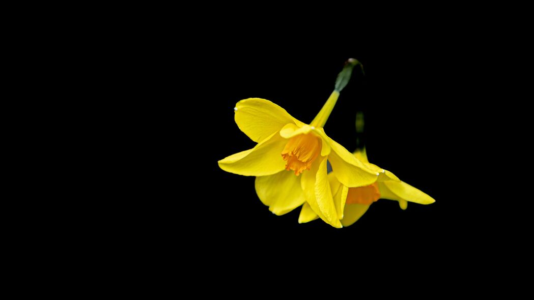 水仙花黄花黑背景极简4K壁纸，3840x2160高清下载