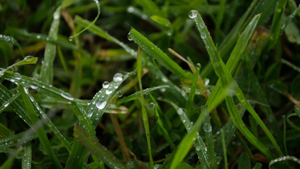 草雨宏滴绝美4K壁纸，3840x2160高清背景，一键下载尽享视觉盛宴