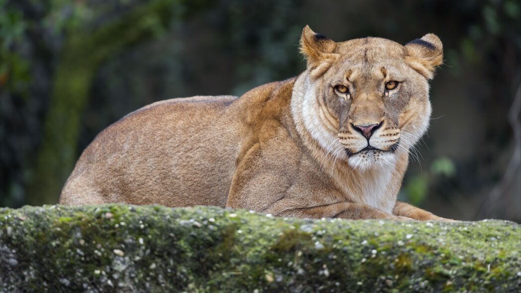 母狮狩猎瞬间，4K高清野生动物壁纸，大猫风采尽显，3840x2160下载