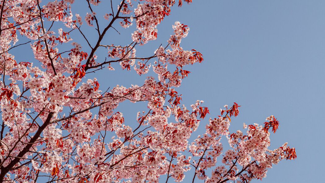 春日樱枝绽花韵，高清4K天空壁纸（3840x2160）免费下载