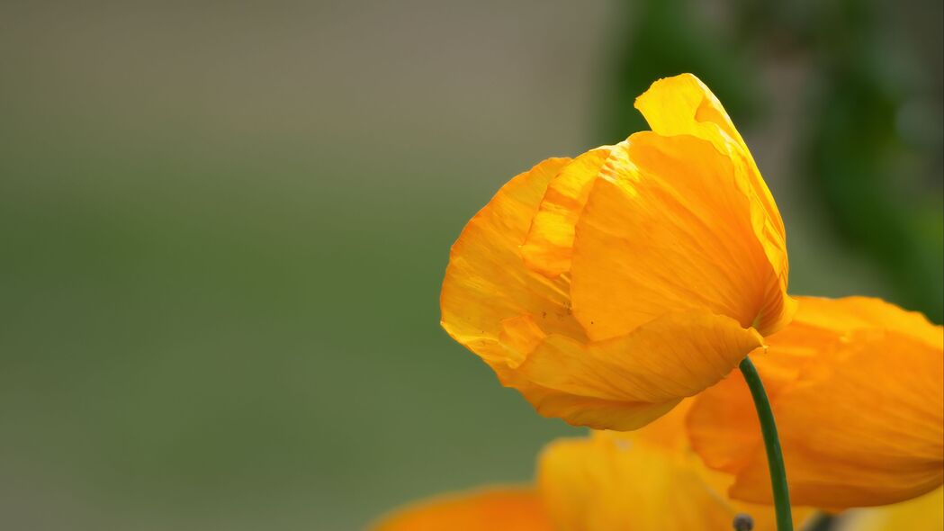 罂粟花高清壁纸，鲜黄花瓣，绝美4K画质，3840x2160分辨率任你下载