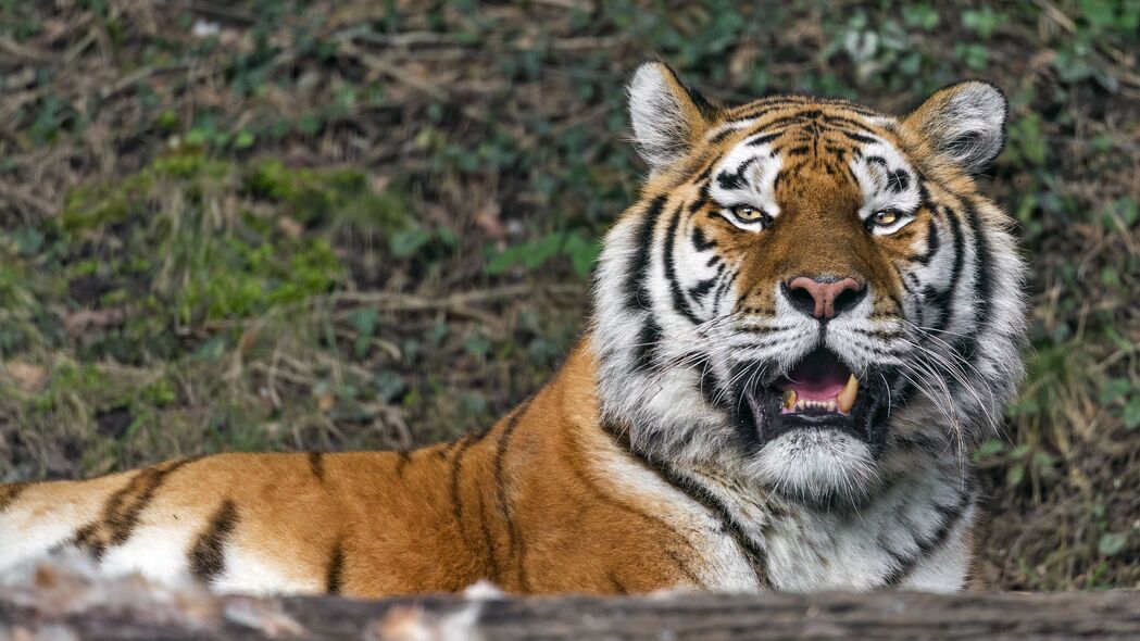 猛兽风采，母老虎大猫獠牙捕食者惊艳登场，高清4K壁纸3840x2160免费下载
