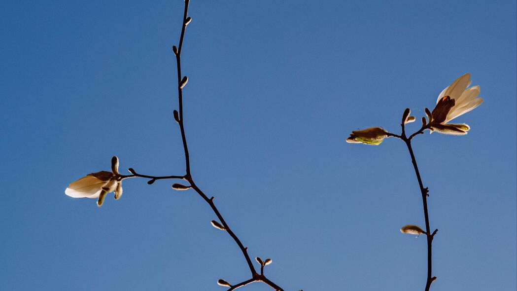 木兰绽放，树枝花朵映天空，绝美4K壁纸，3840x2160高清下载