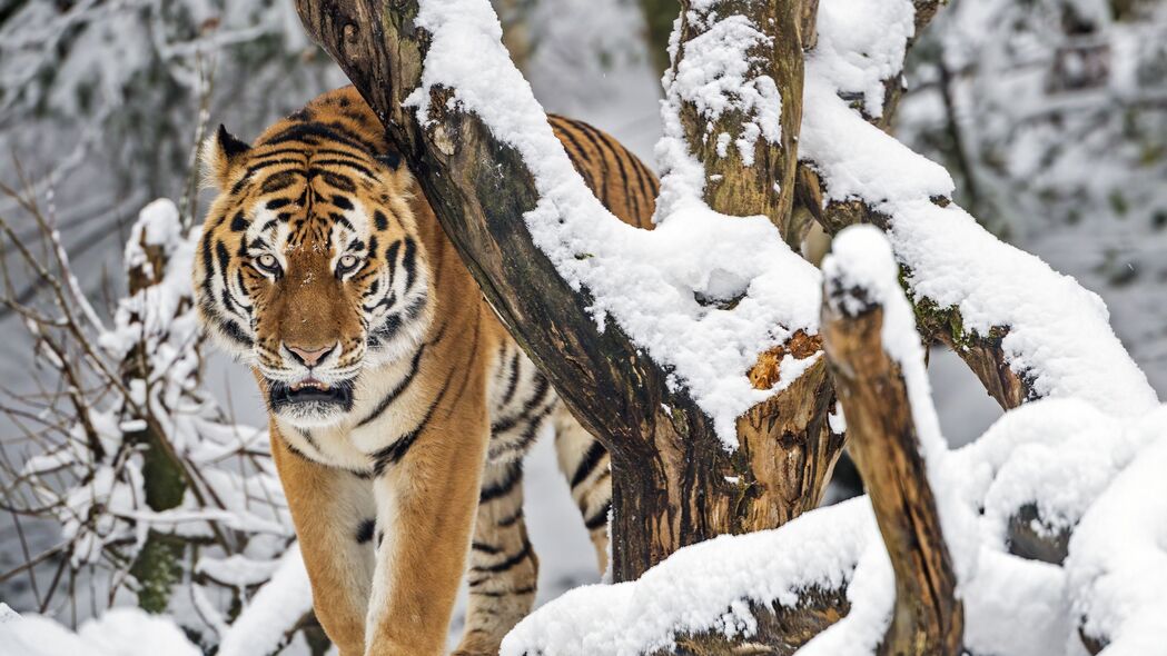 老虎捕食者风采，大猫雄姿4K壁纸，雪树背景高清3840x2160下载