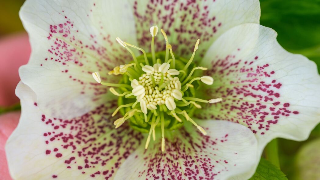 Hellebore Orientalis花粉花瓣宏观之美，4K超高清壁纸，3840x2160分辨率免费下载