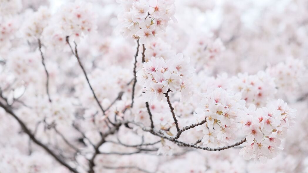 春天樱花绽放，高清4K壁纸，白色花瓣点缀树枝，3840x2160超清下载