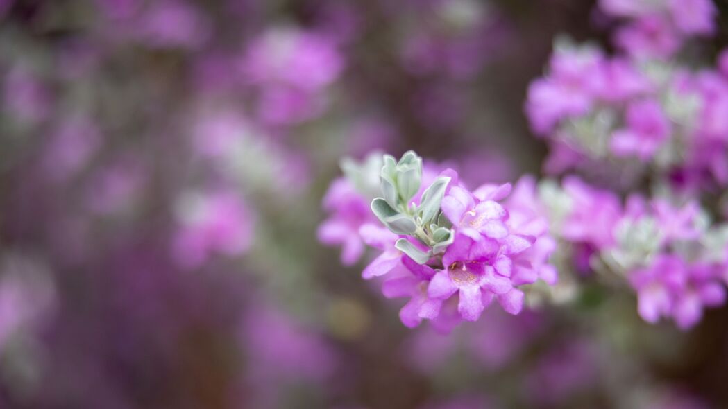 春季紫色白叶花序盛放，高清4K壁纸下载，3840x2160超高清背景图片