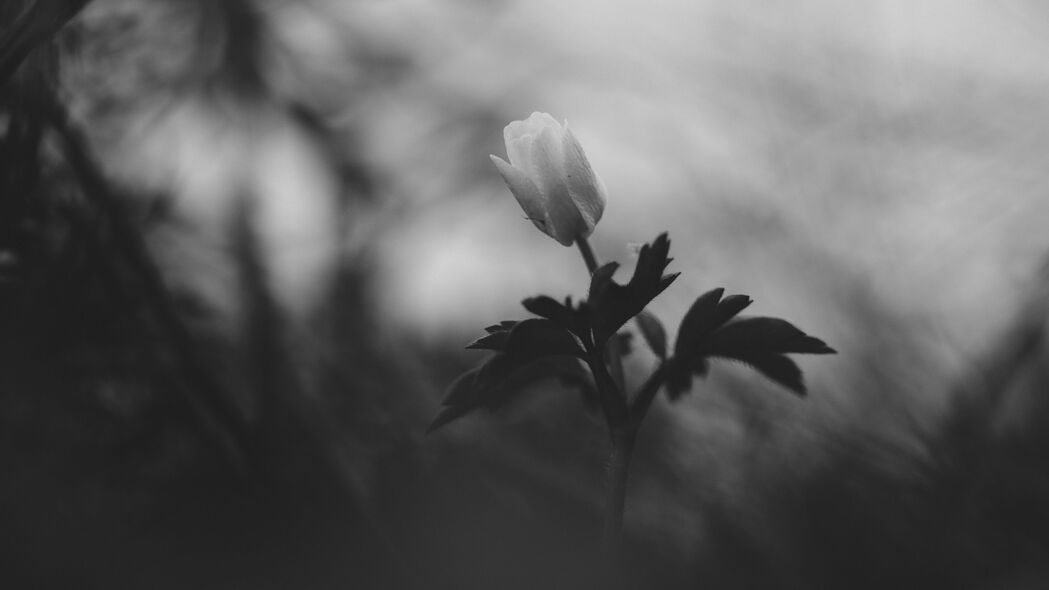 花芽叶黑白4K超清壁纸，3840x2160高清背景图片，一键下载