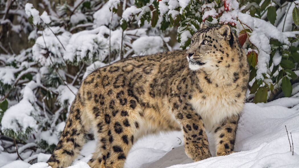 Irbis捕食者大猫雪地高清4K壁纸，野生动物绝美瞬间，3840x2160超高清下载